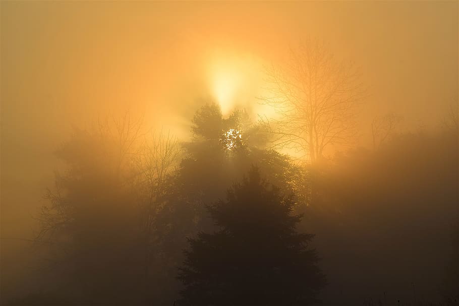 Sunrise, Fog, Tree, Sky, Sunlight, Silhouette, Foggy, - HD Wallpaper 