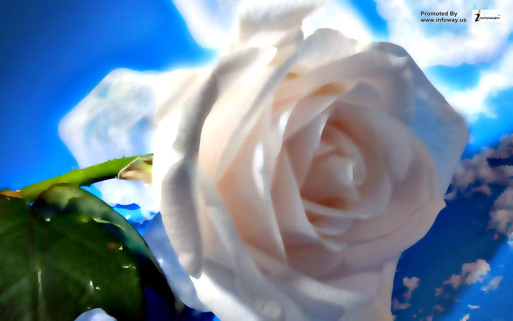 White Rose 3d - HD Wallpaper 