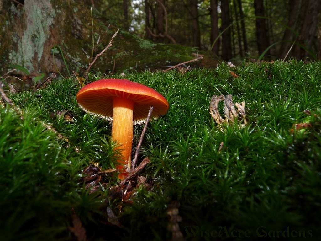 Champignon Mushroom - HD Wallpaper 