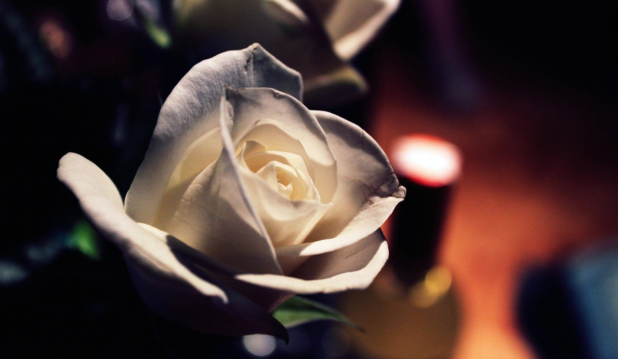 White Rose Hd Wallpaper - HD Wallpaper 