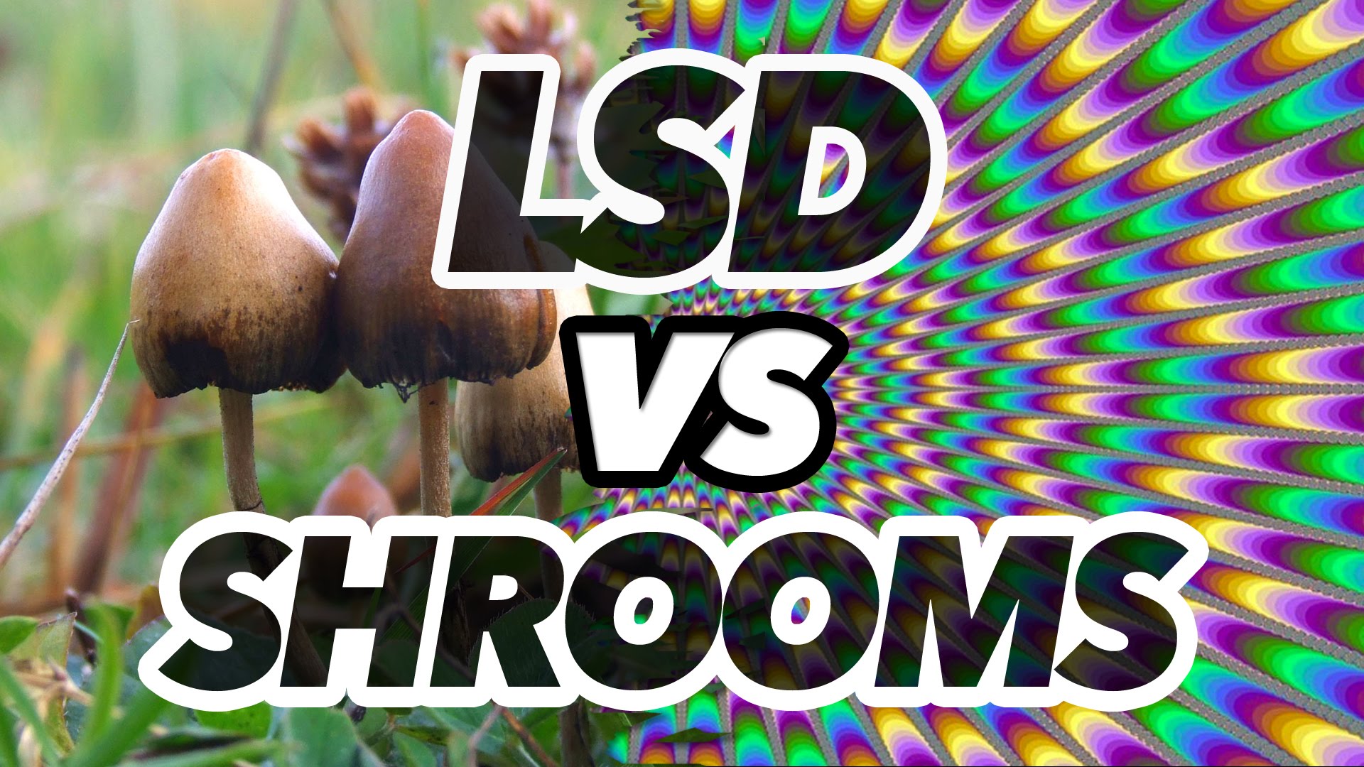 Lsd Vs Shrooms - Agaricaceae - HD Wallpaper 