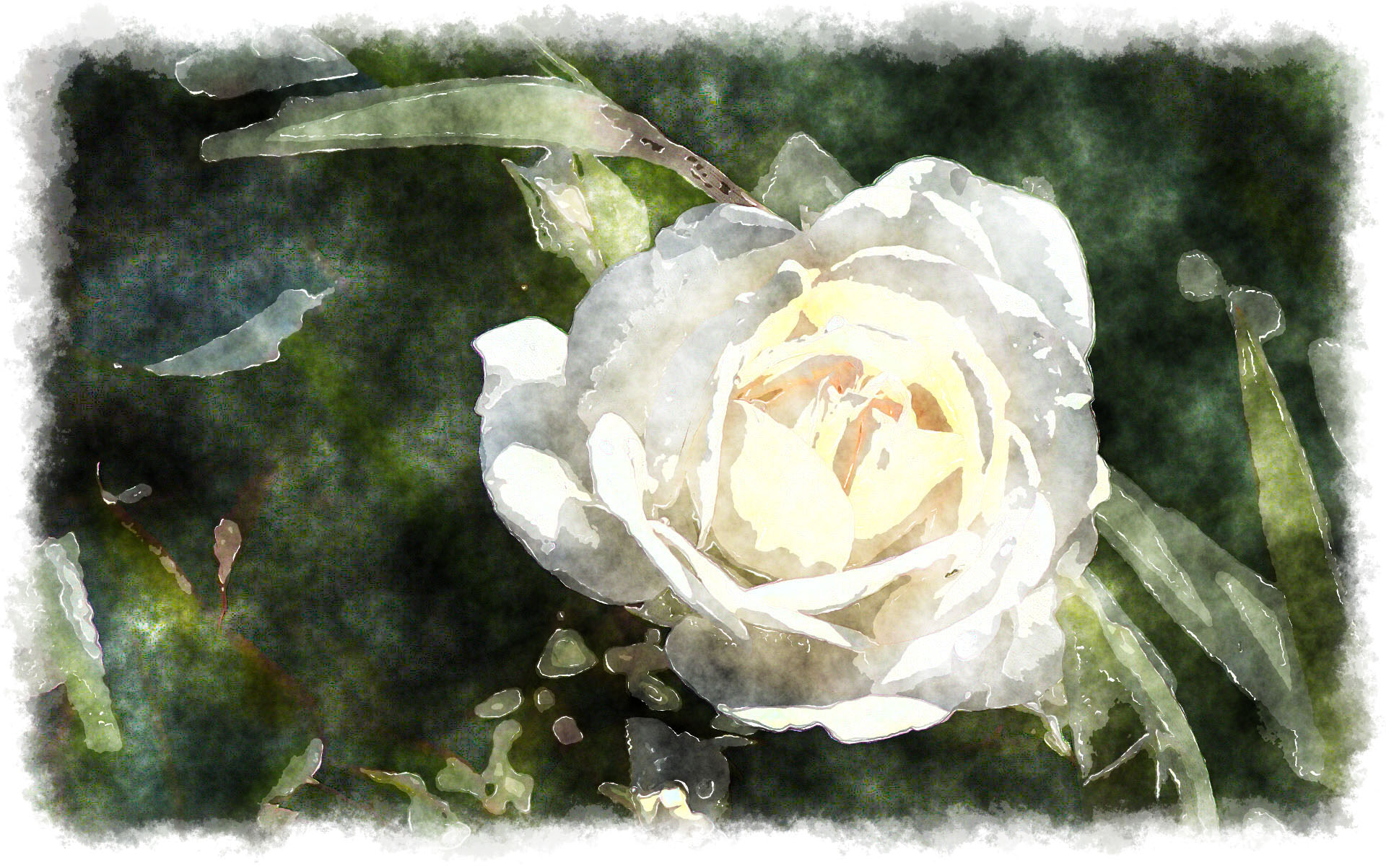 Watercolor White Rose - Floribunda - HD Wallpaper 