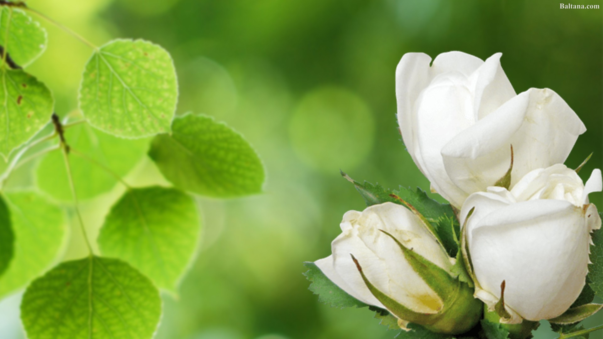 White Rose Hd Wallpaper - HD Wallpaper 