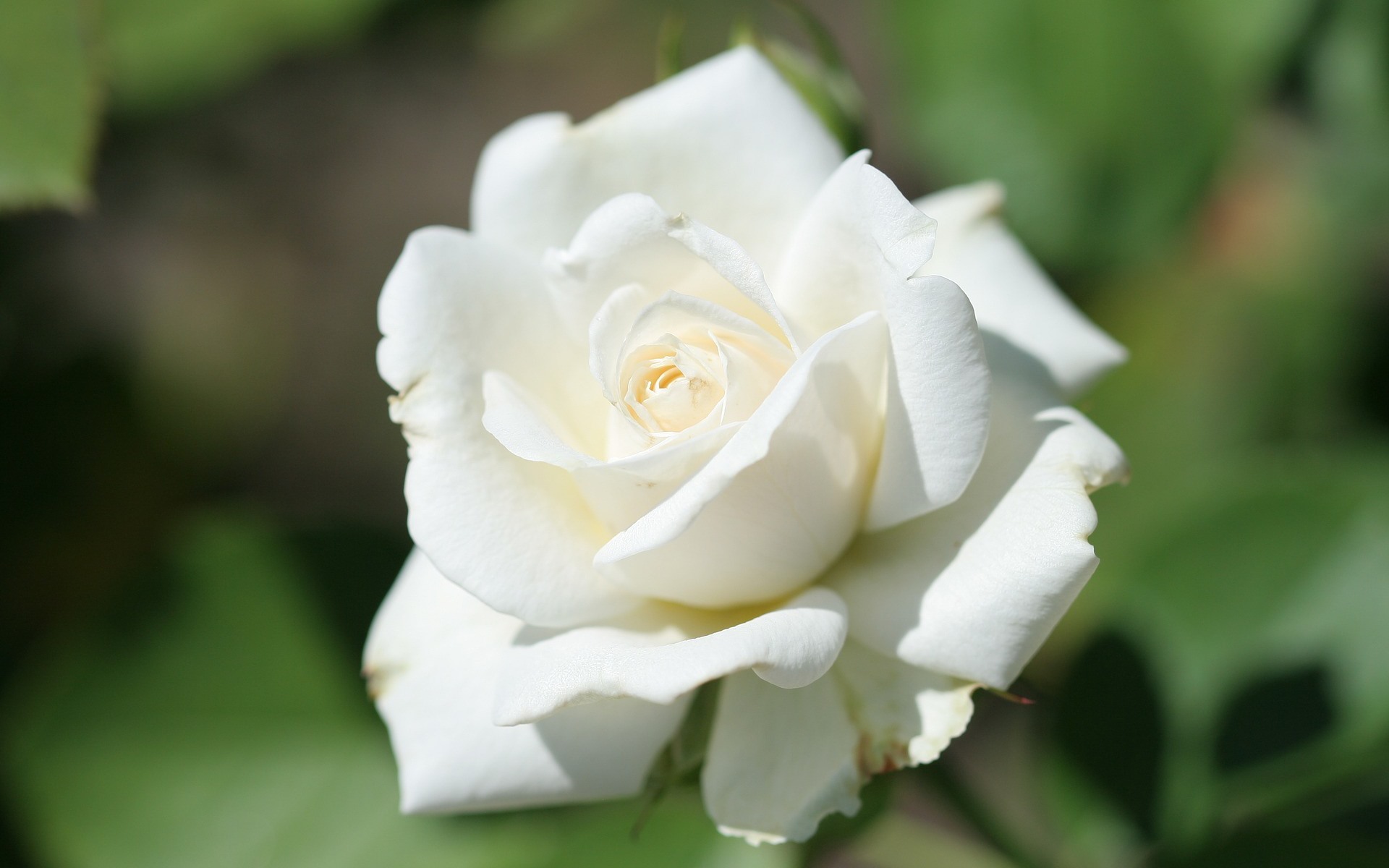 Wallpaper White Rose Close-up, Bright - Rosa Blanca - HD Wallpaper 