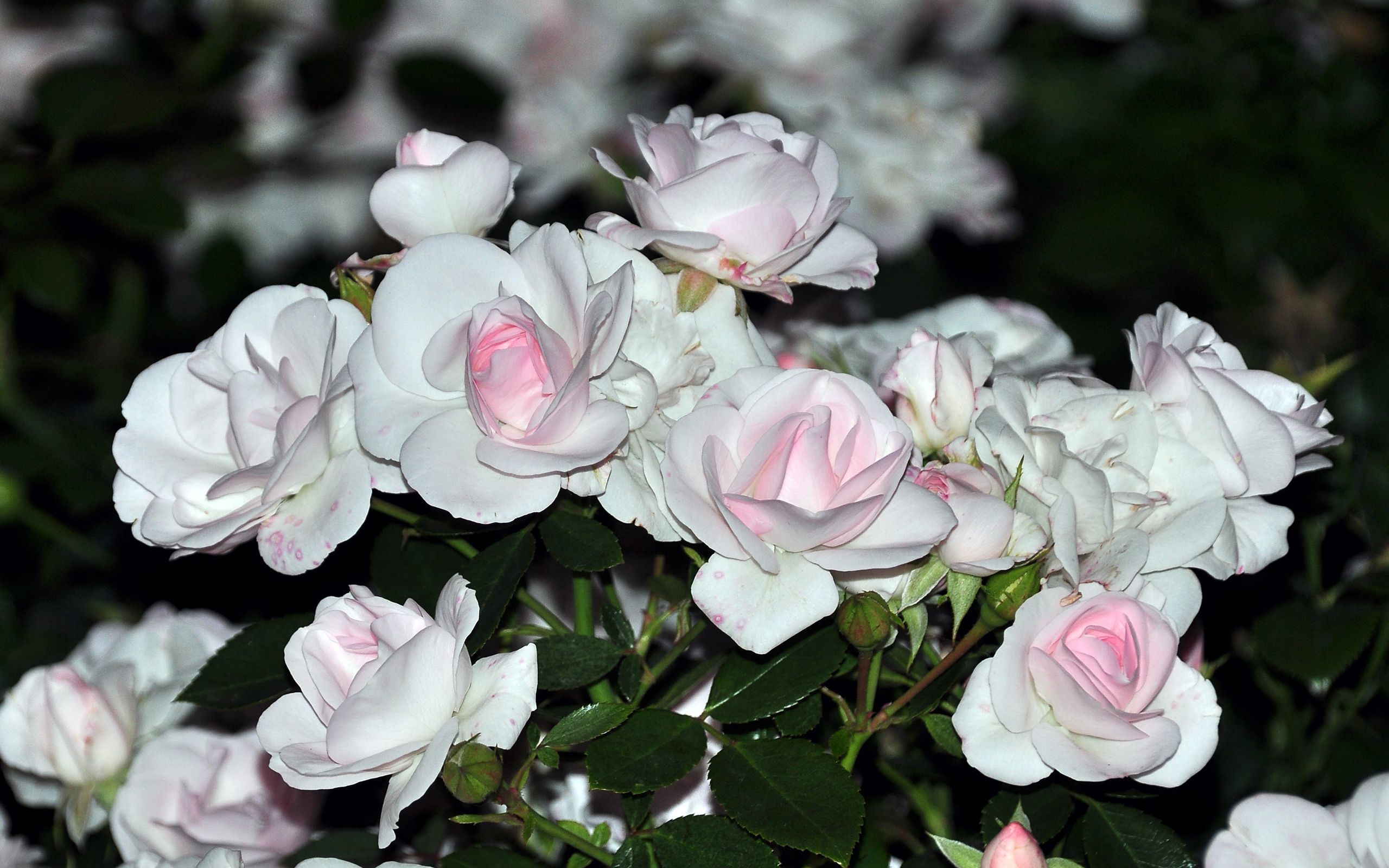 Flower White Rose Garden Hd - HD Wallpaper 