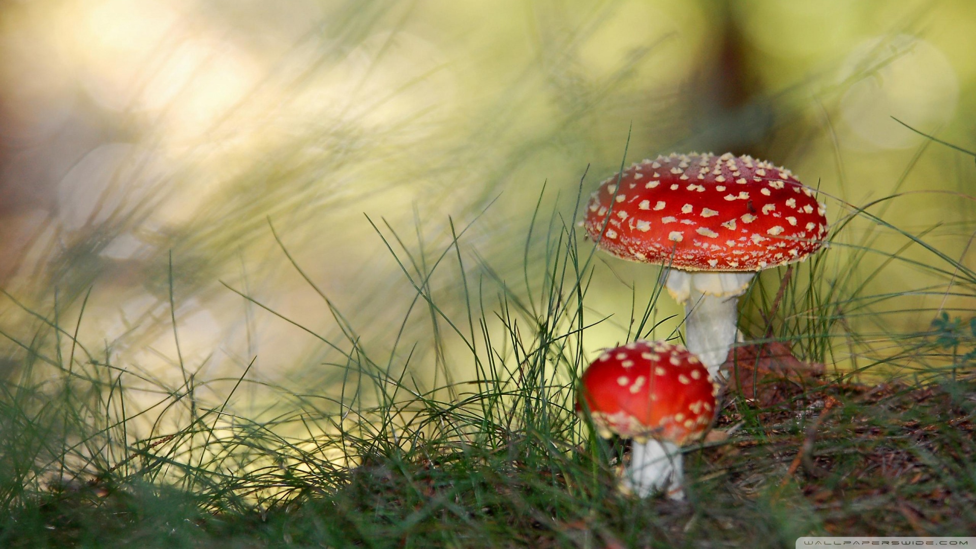 Fly Agaric Mushrooms 00433075 - All Fungi Are Edible - HD Wallpaper 