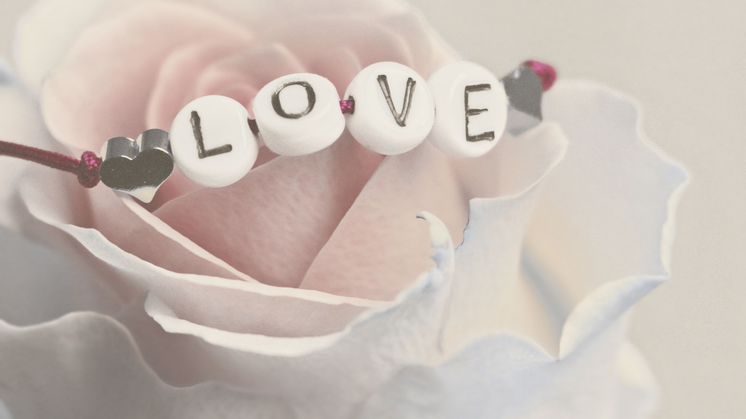 Love Bracelet On A White Rose Wallpaper - HD Wallpaper 