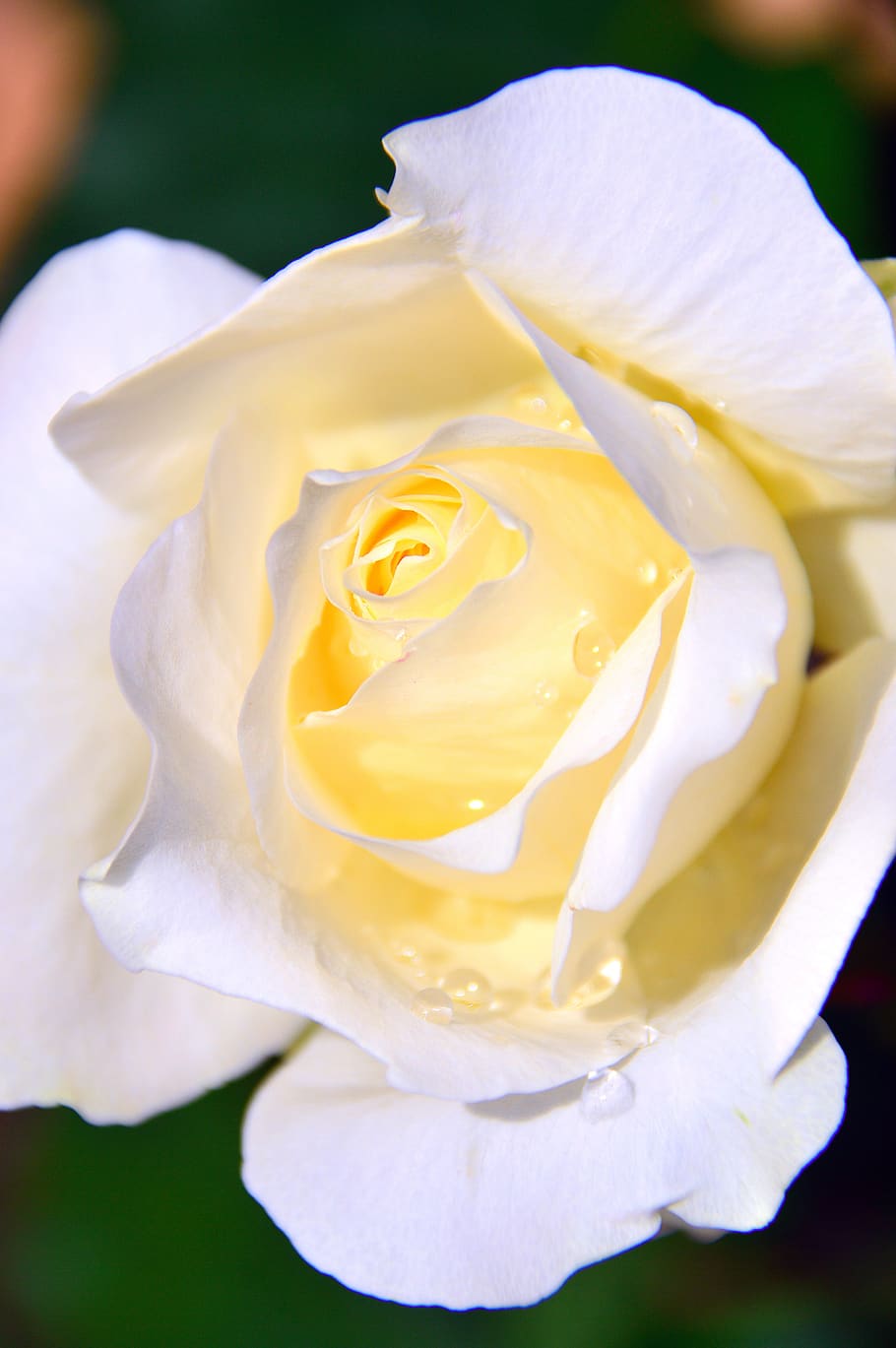 White, White Roses, Just Add Water, Flower, White Flower, - HD Wallpaper 