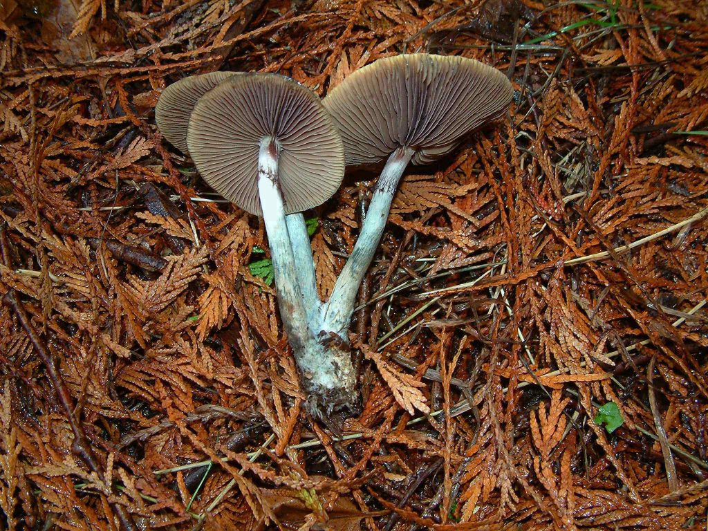 Psilocybe Azurescens - Agaricus - HD Wallpaper 
