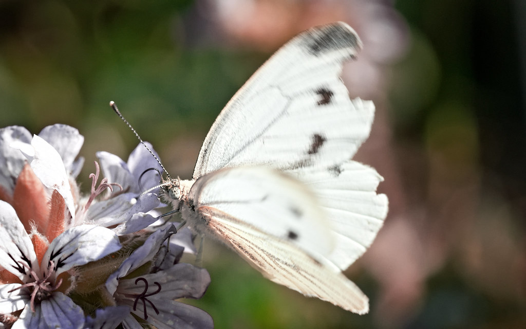 Green-veined White - HD Wallpaper 