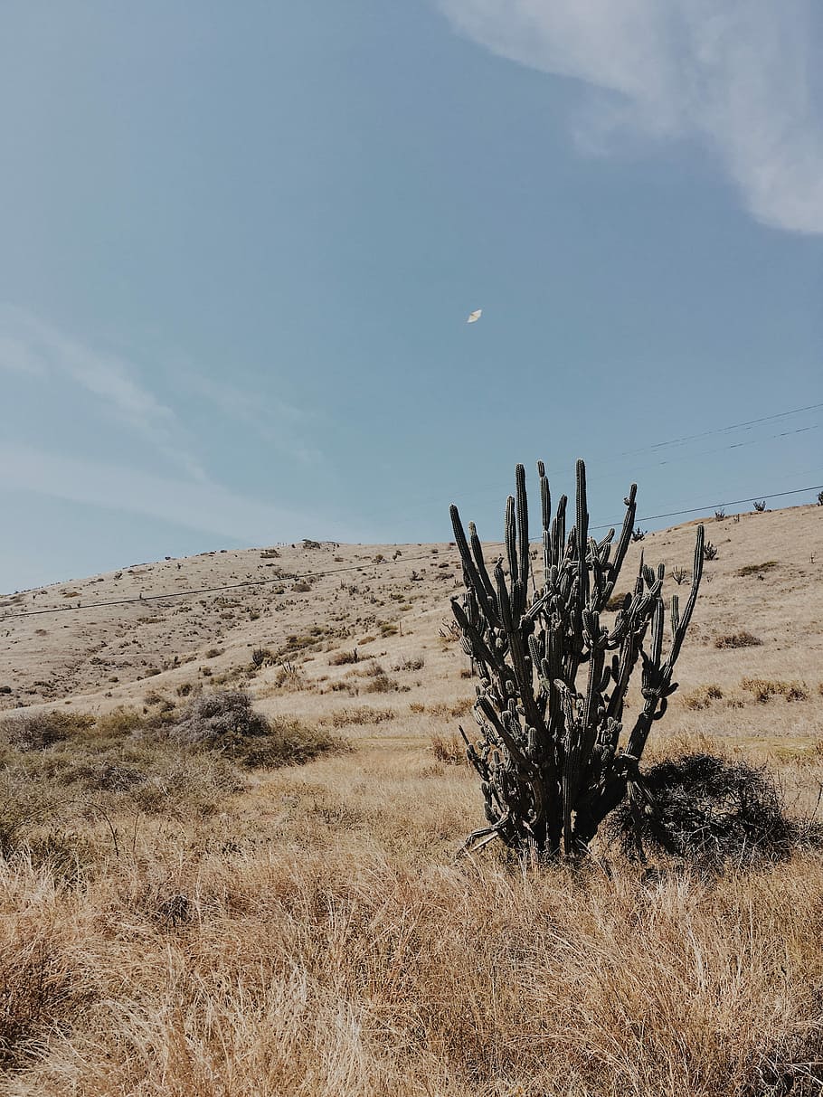 Green Cacti Under Blue Sky, Mood, Tone, Desert, Cactu, - Schwitzt Du Schon Oder Lebst Du Noch - HD Wallpaper 