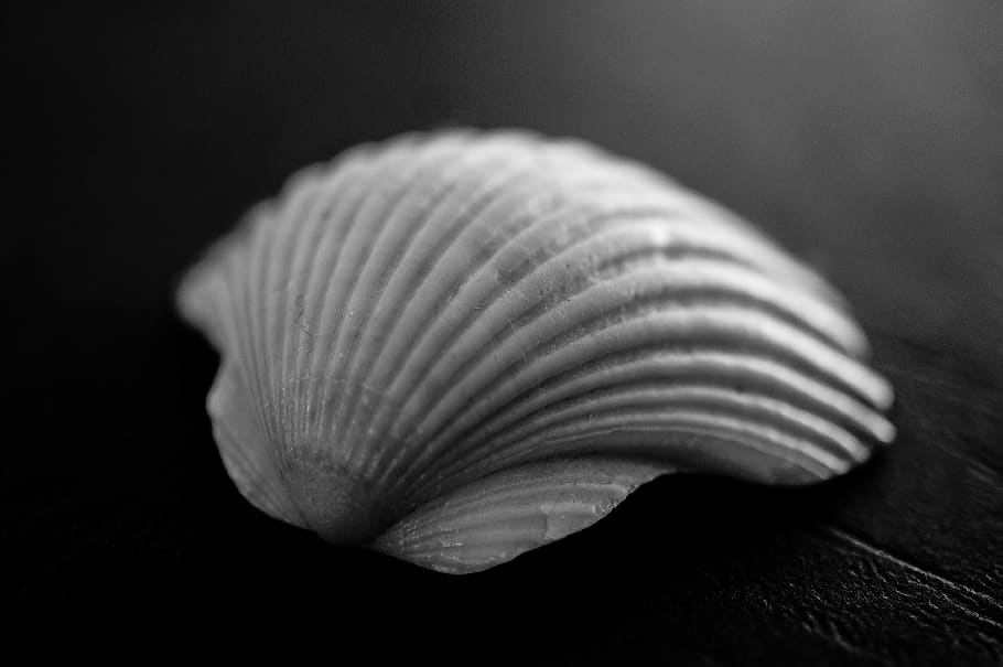 Shell, Macro, Beach, Ocean, Black And White, Plain, - Shell - HD Wallpaper 