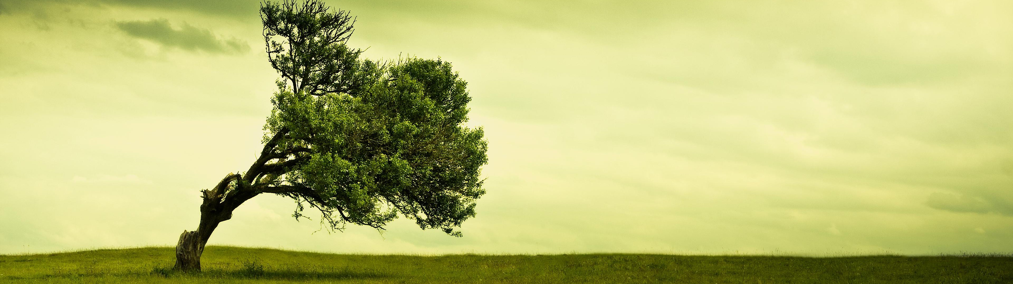 Natural Screen Wallpaper - HD Wallpaper 