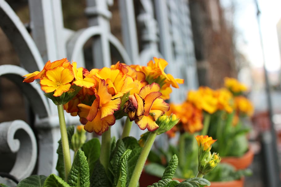 Germany, Cologne, Yellow, Life, Sweet, Delicate, Spring, - Artificial Flower - HD Wallpaper 