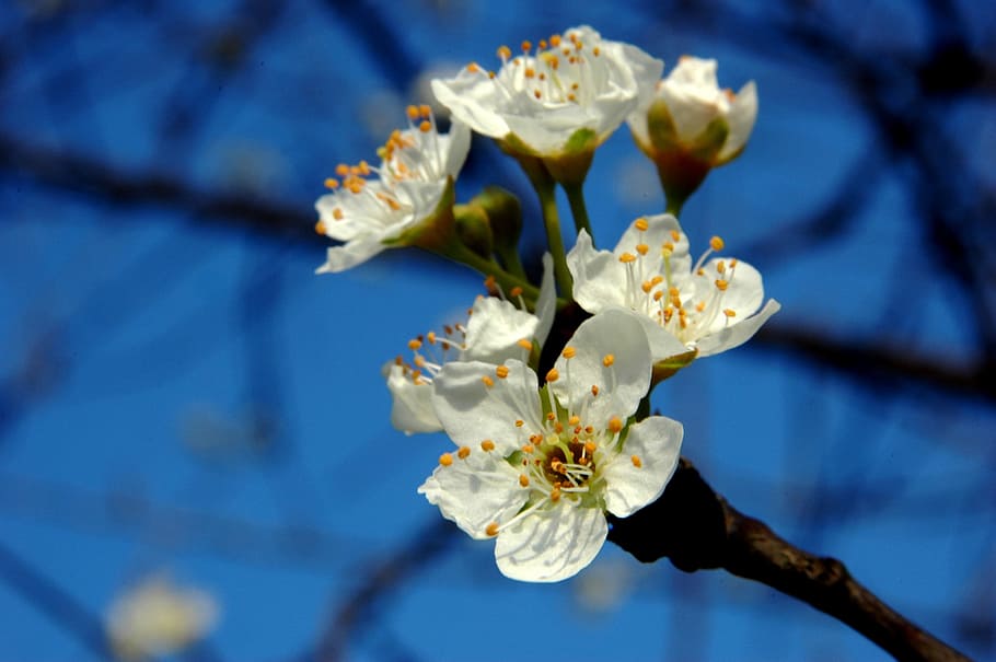 Plum Blossom, White, Branches, Blue, Sky, Pistil, Sweet, - Plum Blossom White - HD Wallpaper 
