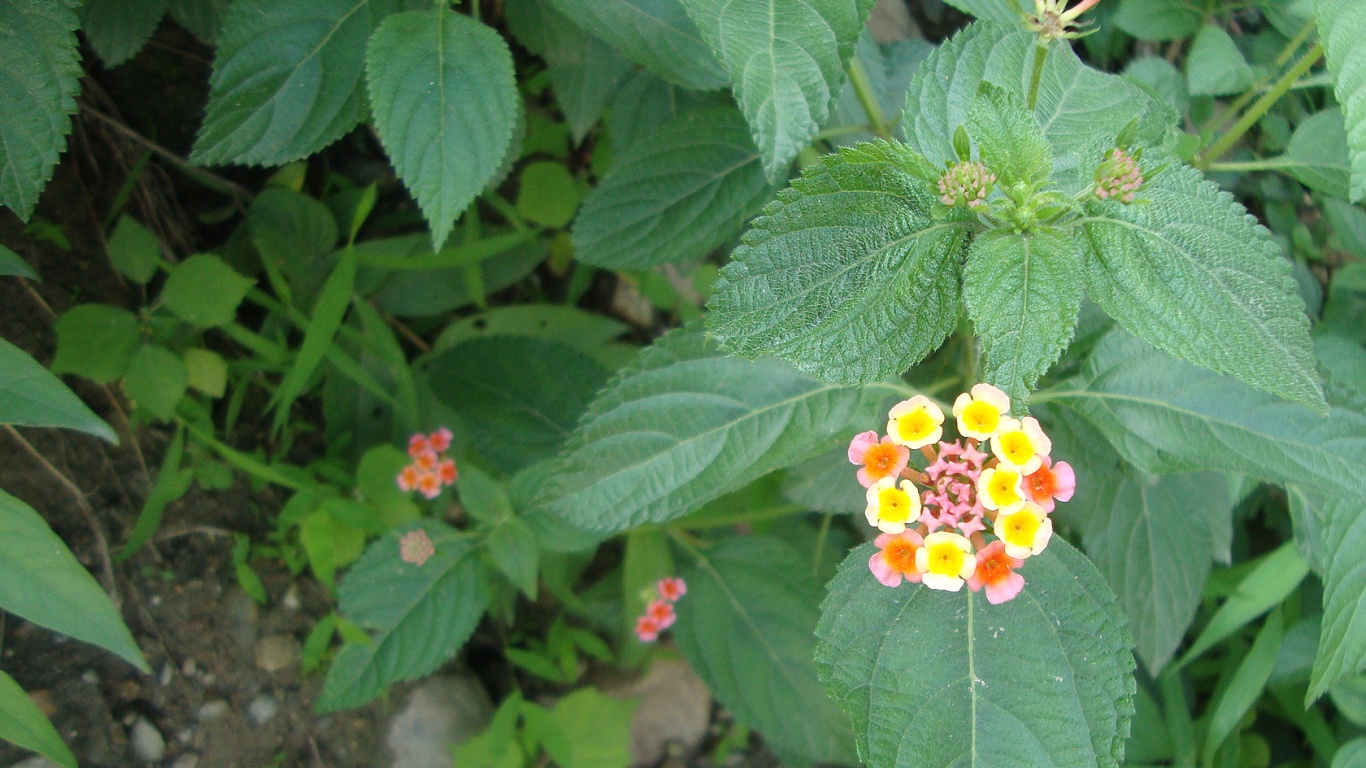 Lantana Camara - HD Wallpaper 