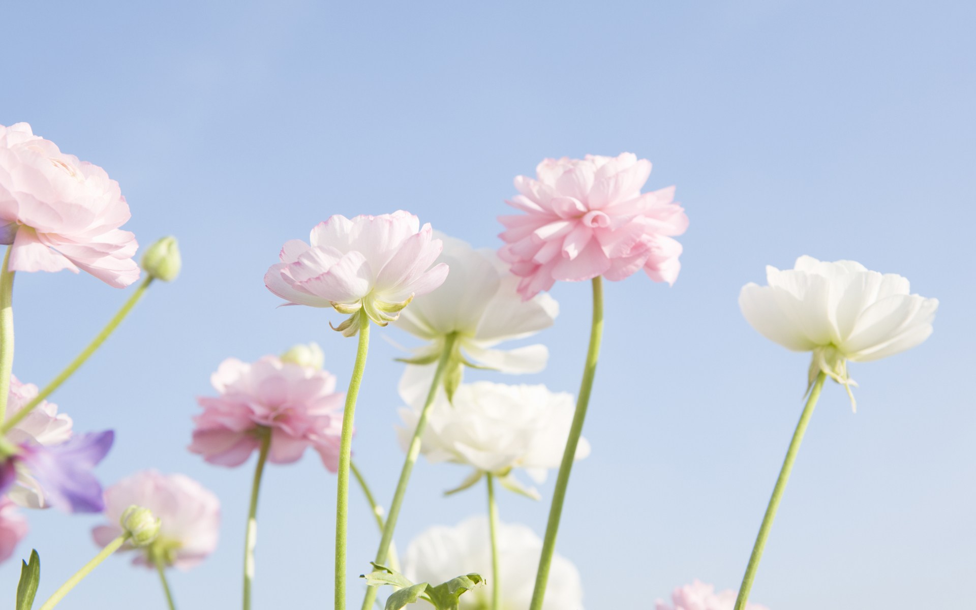 Soft Focus Flower Photography - Flower - HD Wallpaper 