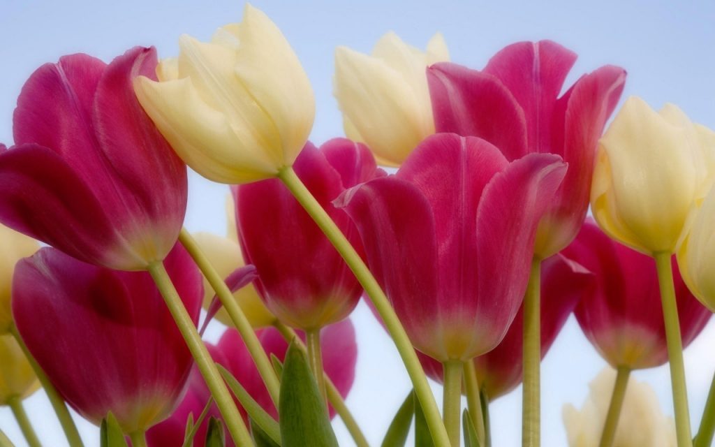 Flowers Garden Purple White Sky Pink Tulips Beauty - Most Beautiful Tulip Flowers - HD Wallpaper 