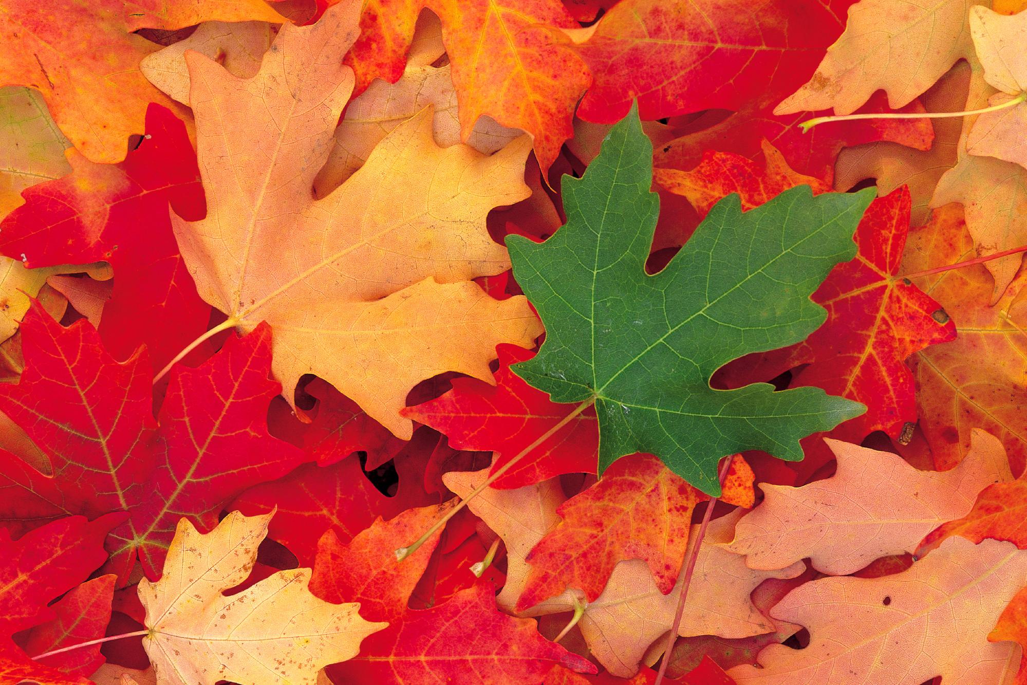 Jesien Tapety - Canada Leaf - HD Wallpaper 