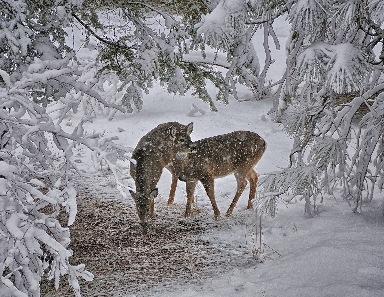 Deer Winter - HD Wallpaper 