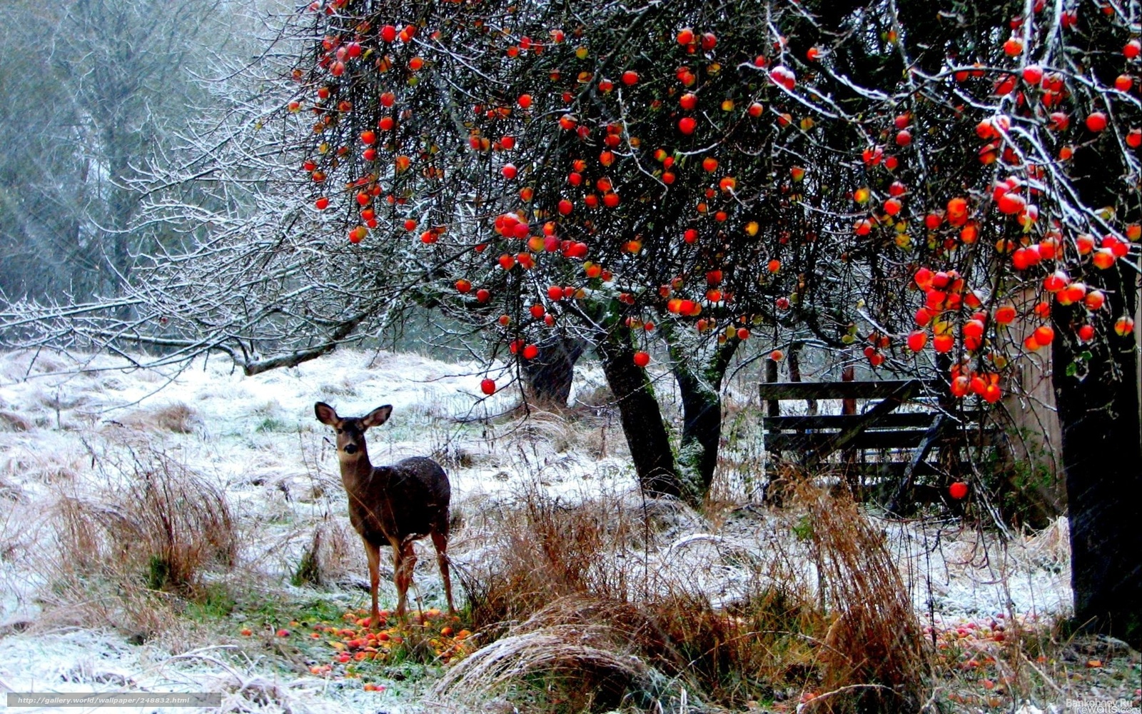 Download Wallpaper Deer, Winter, Landscape Free Desktop - Winter Scenery With Animals - HD Wallpaper 