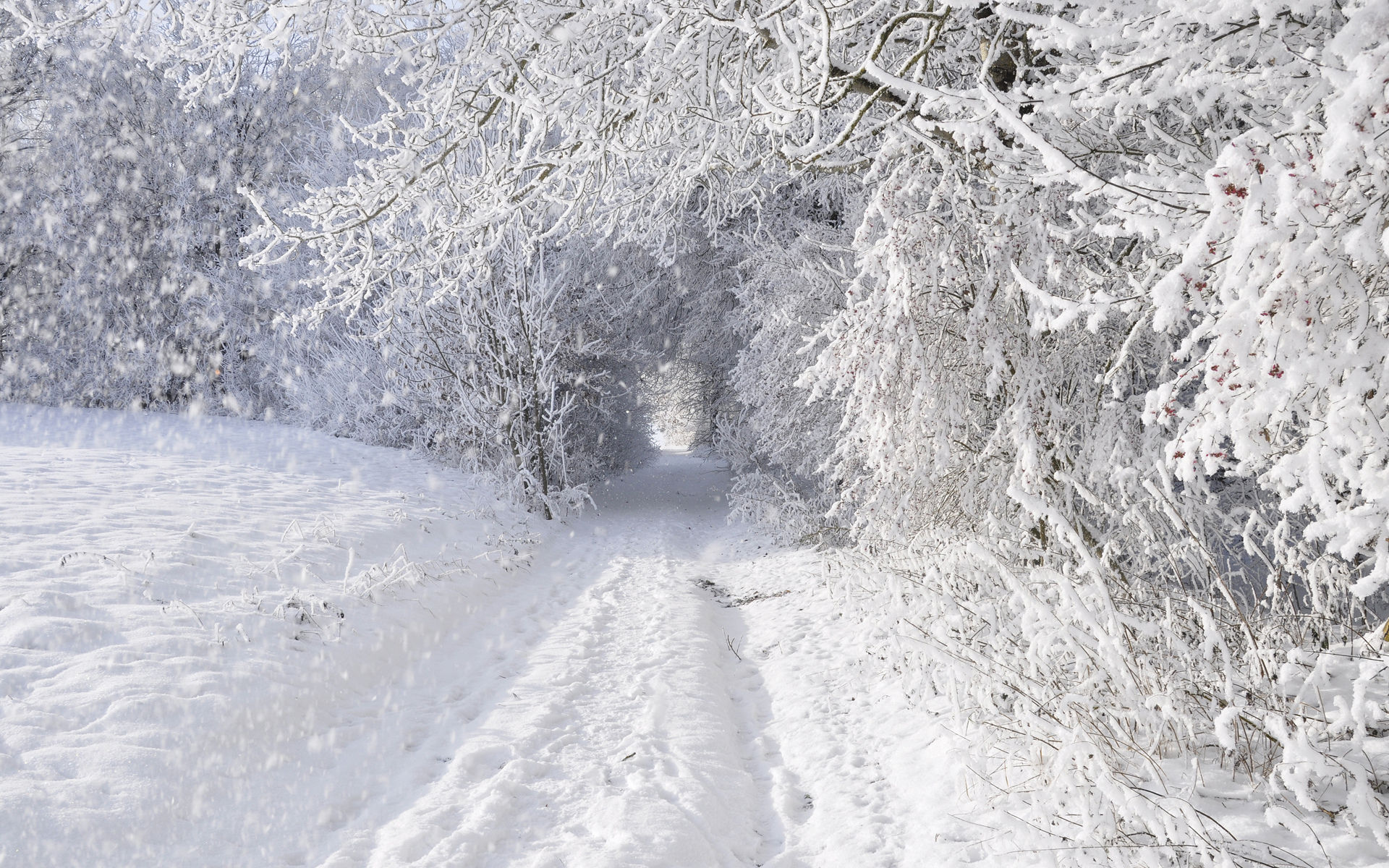 Snow Blizzard - HD Wallpaper 