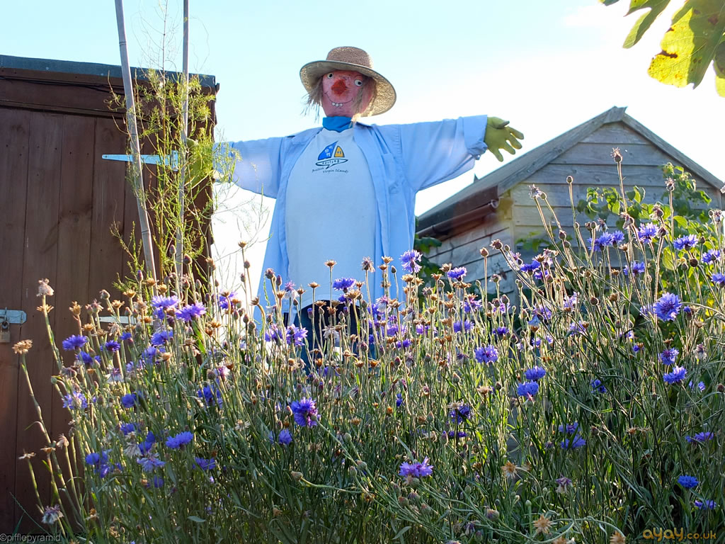 Allotment Scarecrow - Delphinium - HD Wallpaper 