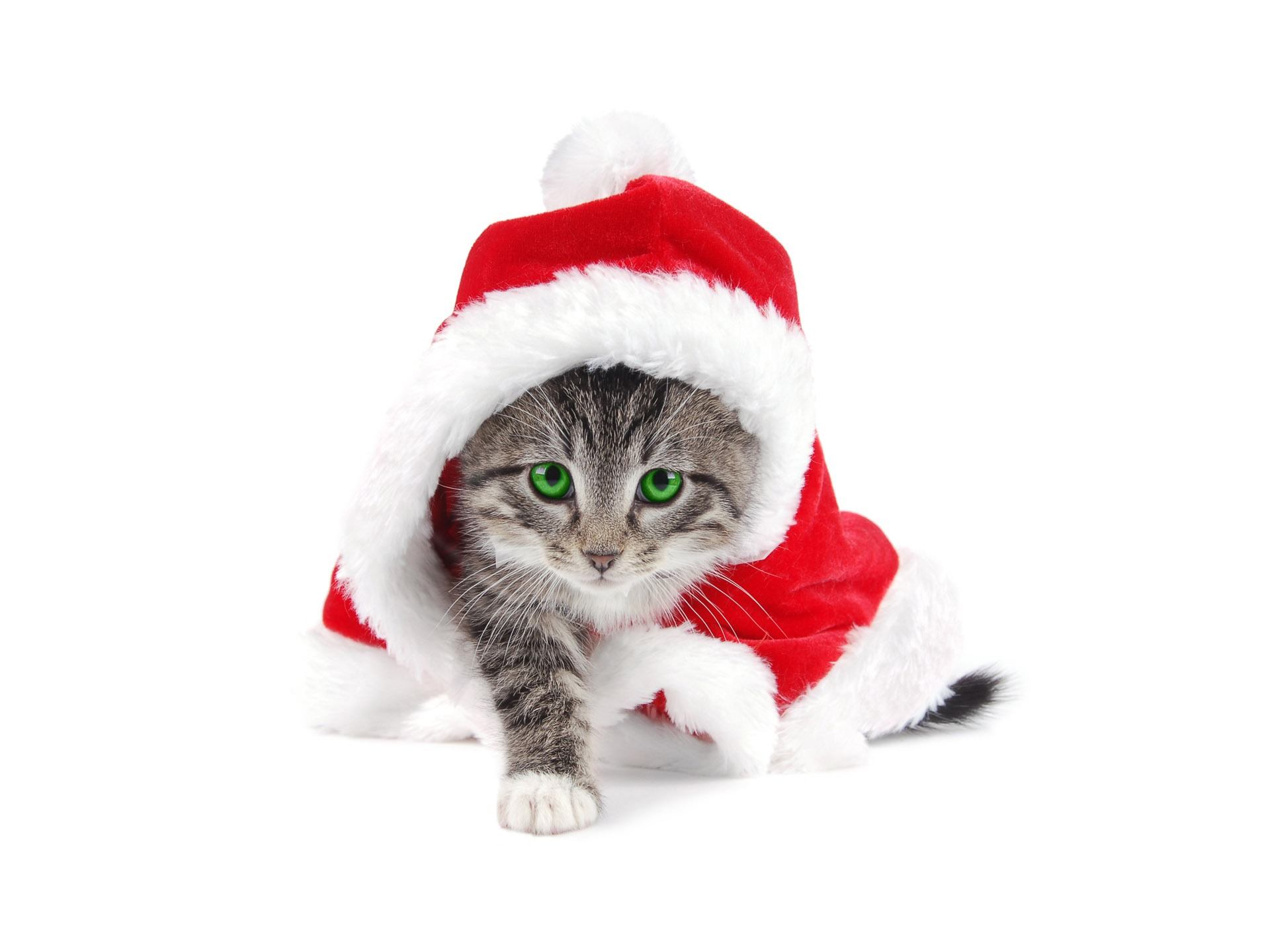 Mesmerizing Santa Claus Wallpapers - Kittens Dressed Up For Christmas - HD Wallpaper 