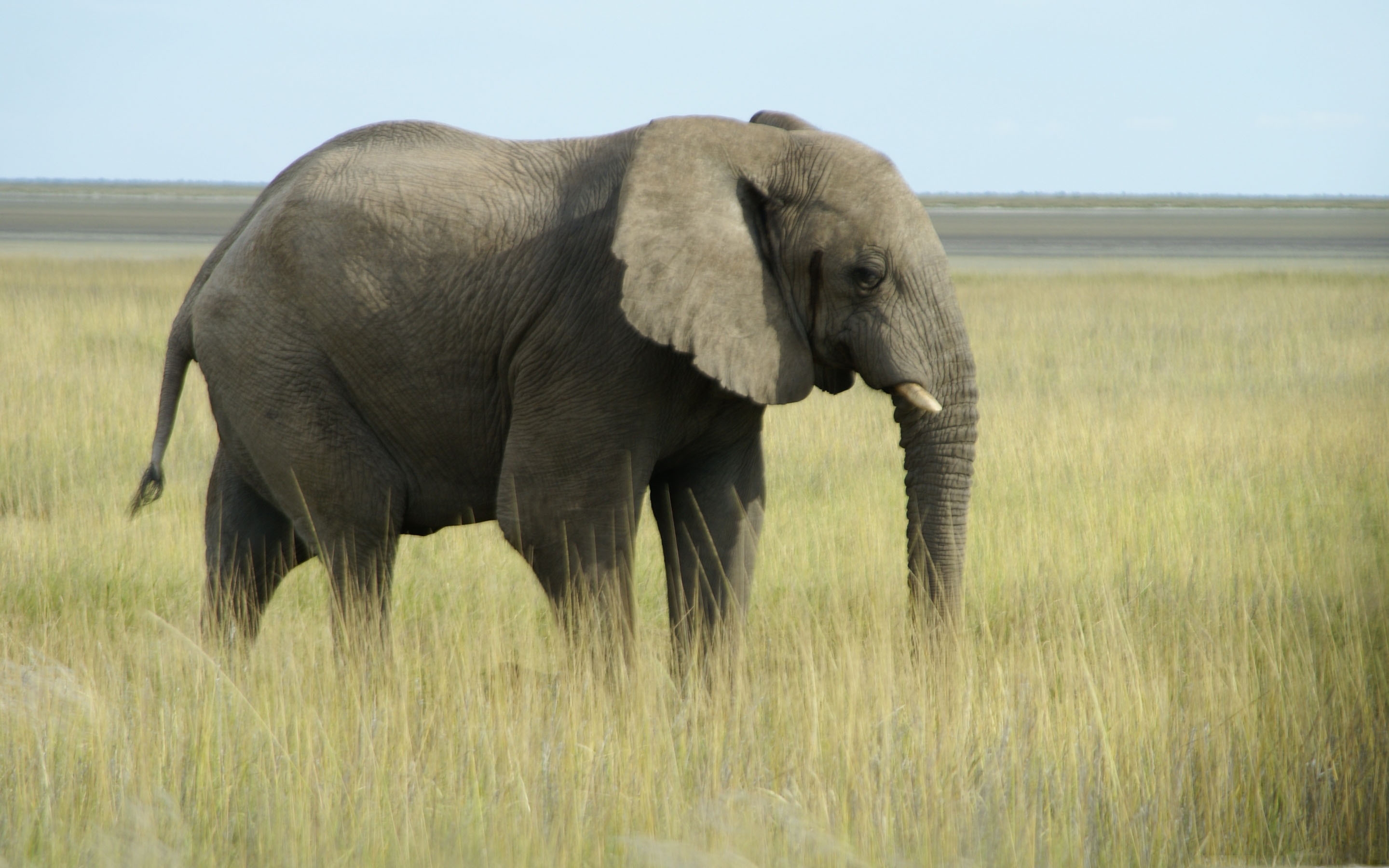 Hd Macbook Pro Wallpapers Elephant - HD Wallpaper 