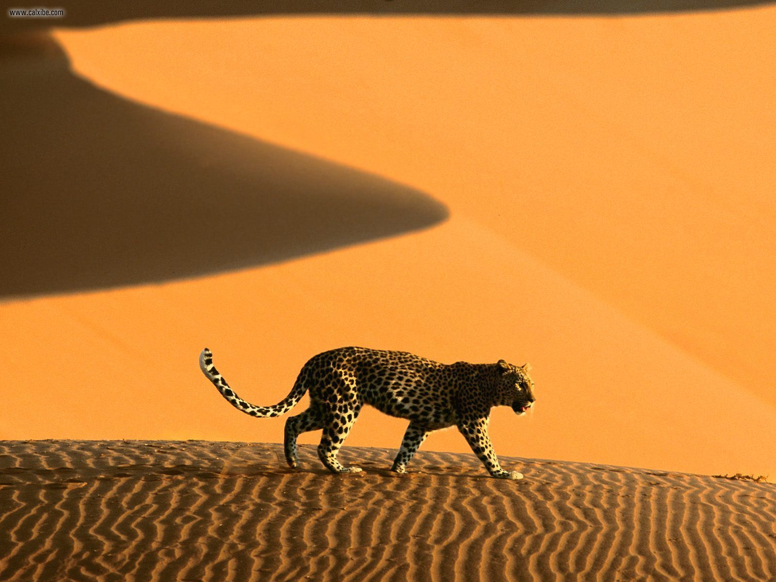 Namibia Desert Leopard - HD Wallpaper 