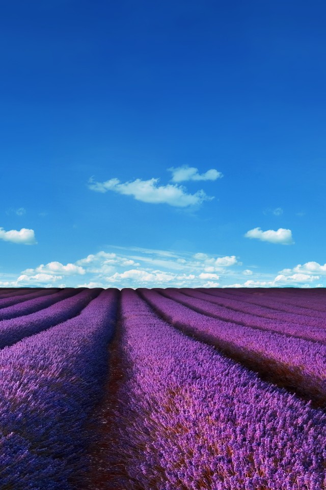Lavender Field Wallpaper Iphone - HD Wallpaper 