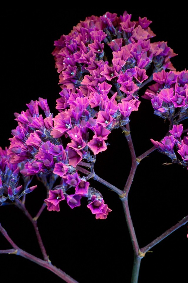 Macos Mojave Stock, Pink Flowers - Mac Os Wallpapers Flower - HD Wallpaper 