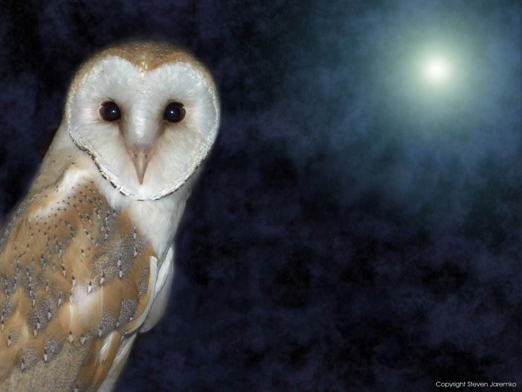 Barn Owl Wallpapers Desktop Background For Free Wallpaper - Barn Owl Wallpaper Hd - HD Wallpaper 