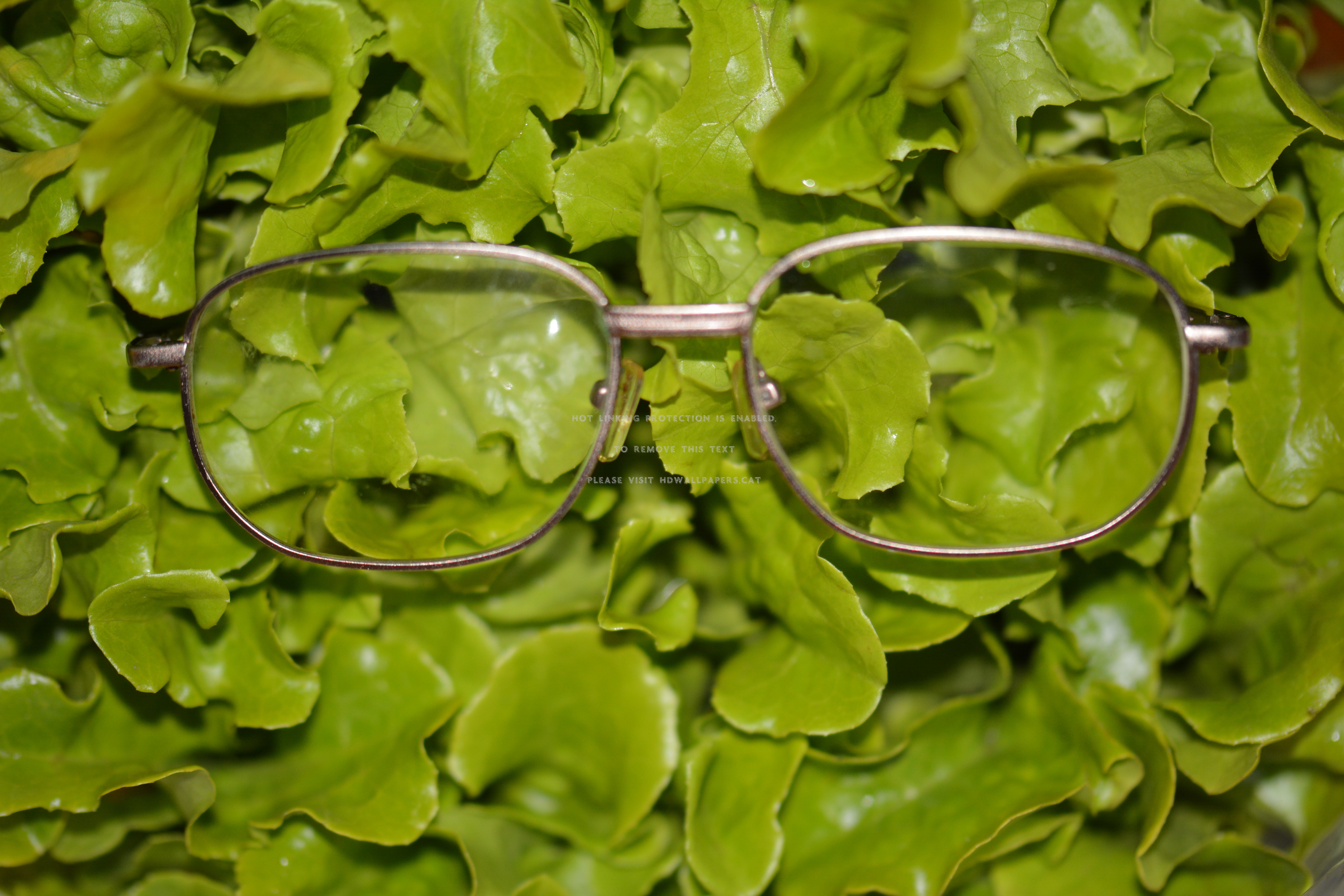 Let Be Friends Hehe Copyright Free Funny - Reflection - HD Wallpaper 