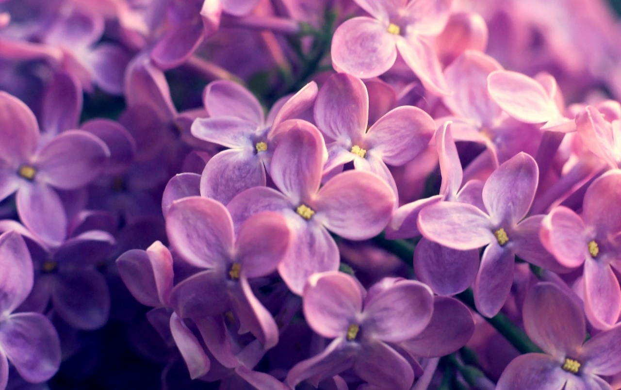 Lilac Flowers Wallpapers - Violet And Pink Flowers - HD Wallpaper 