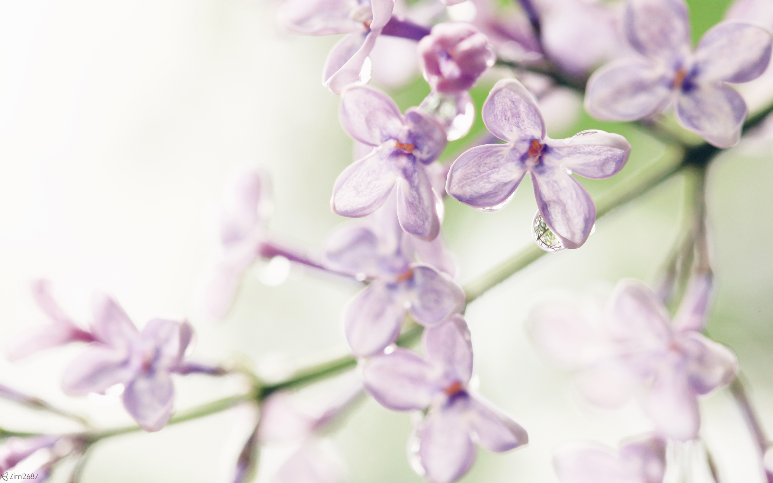 Lilac Flowers - HD Wallpaper 
