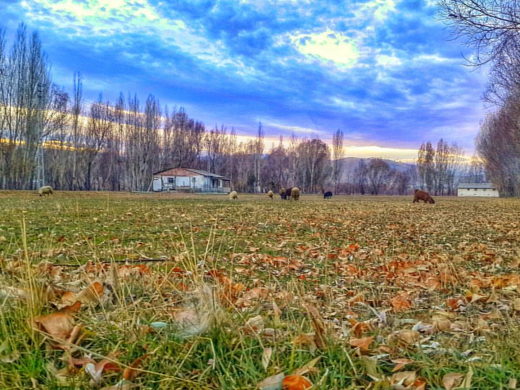 Larch - HD Wallpaper 