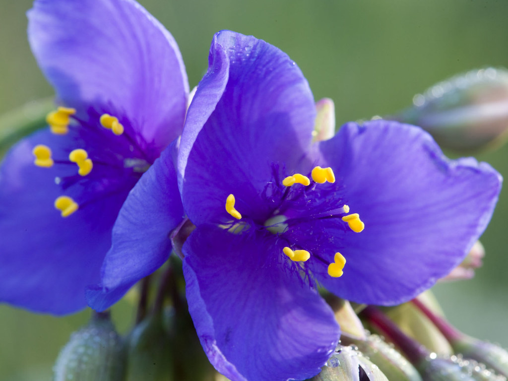 Dayflower - HD Wallpaper 