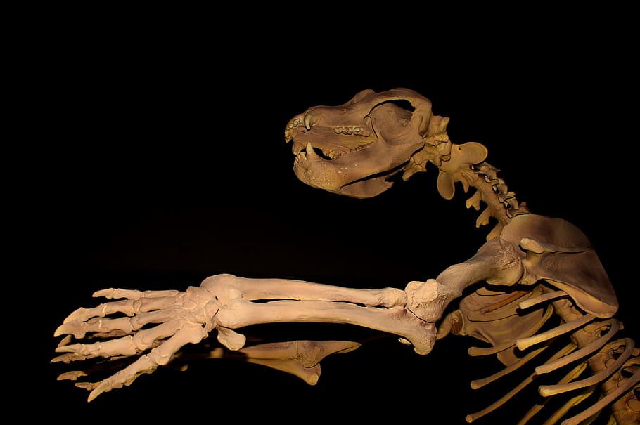 Megafauna Skeleton - HD Wallpaper 