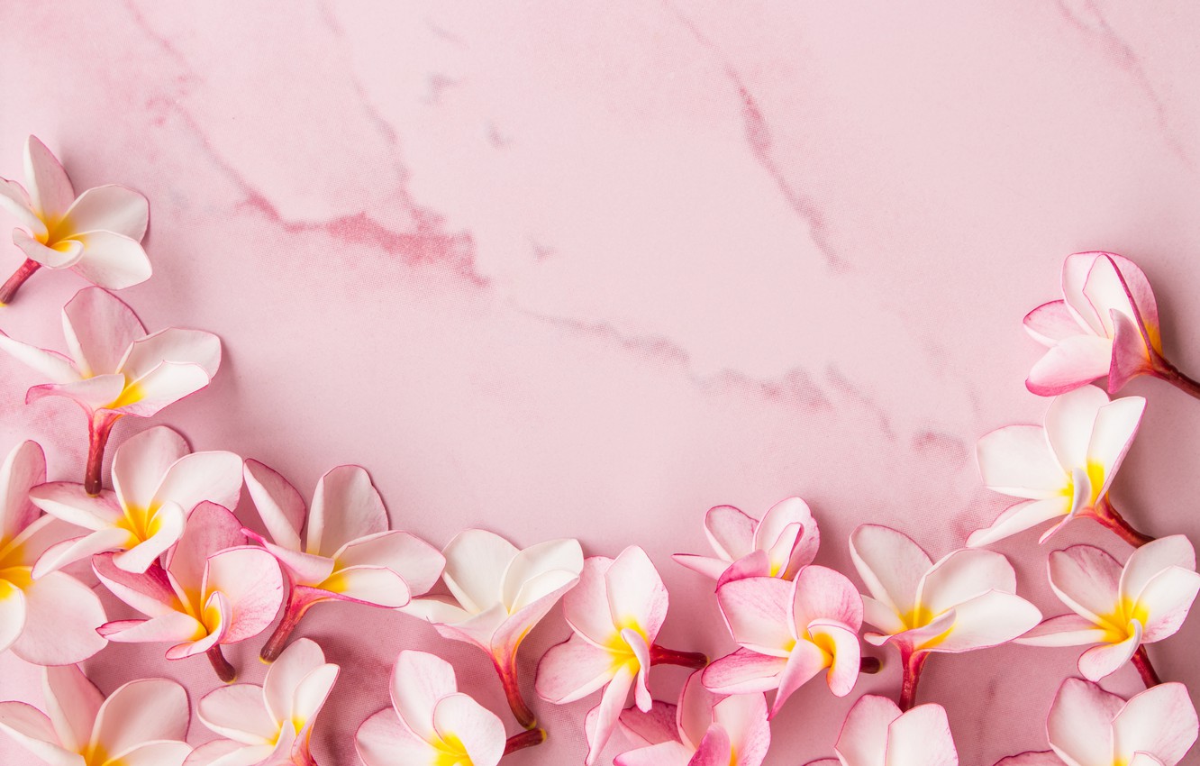 Photo Wallpaper Flowers, Petals, Pink, Wood, Pink, - Plumeria