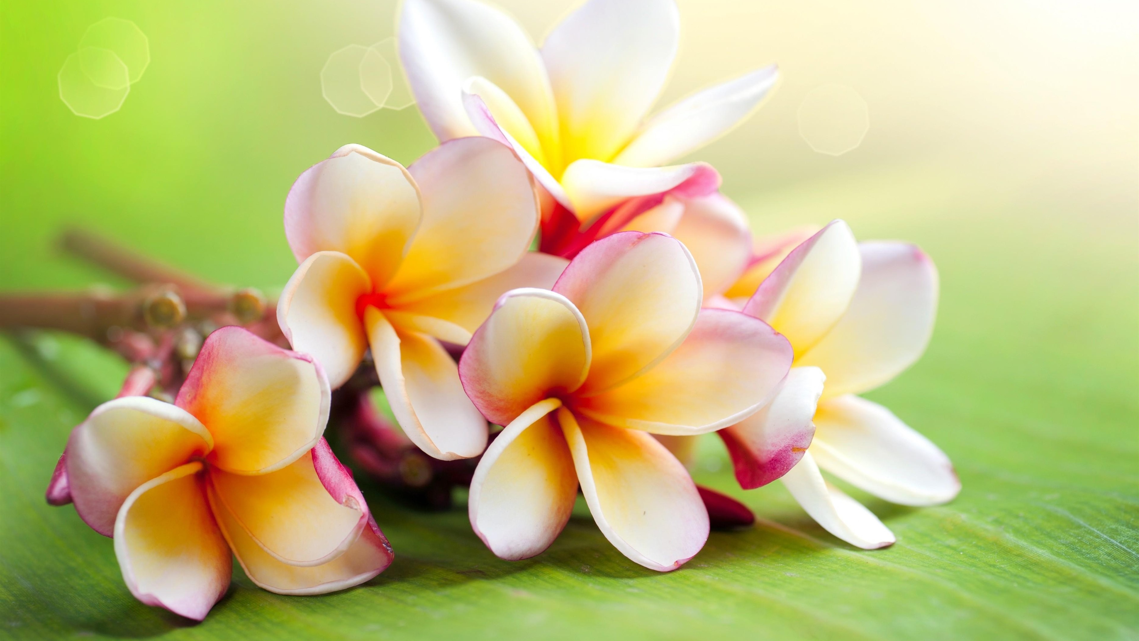 Wallpaper Plumeria, Hazy Background - Flower Wallpaper Jasmine - HD Wallpaper 