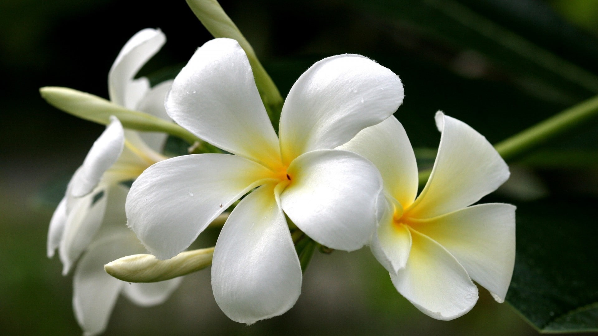 Hawaiian Plumeria - HD Wallpaper 