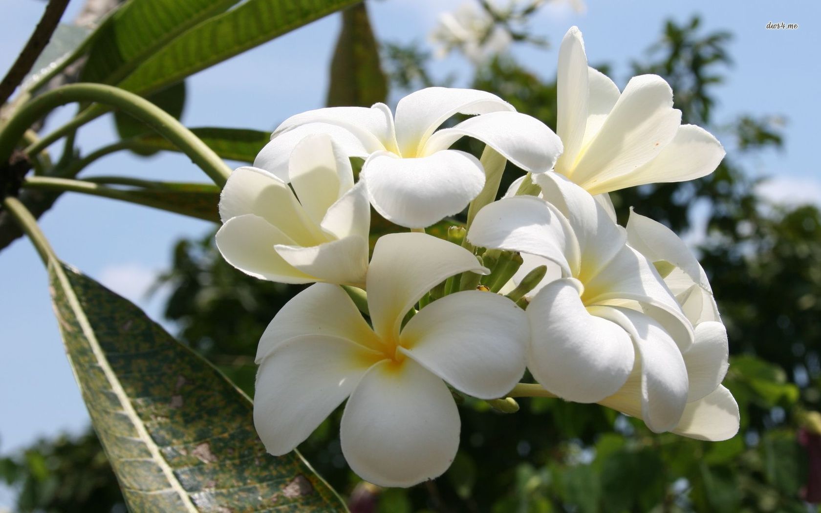 Frangipani - HD Wallpaper 