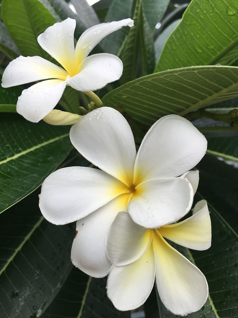 Selective Focus Photo Of White And Yellow Plumeria - Champa Flower Hd - HD Wallpaper 