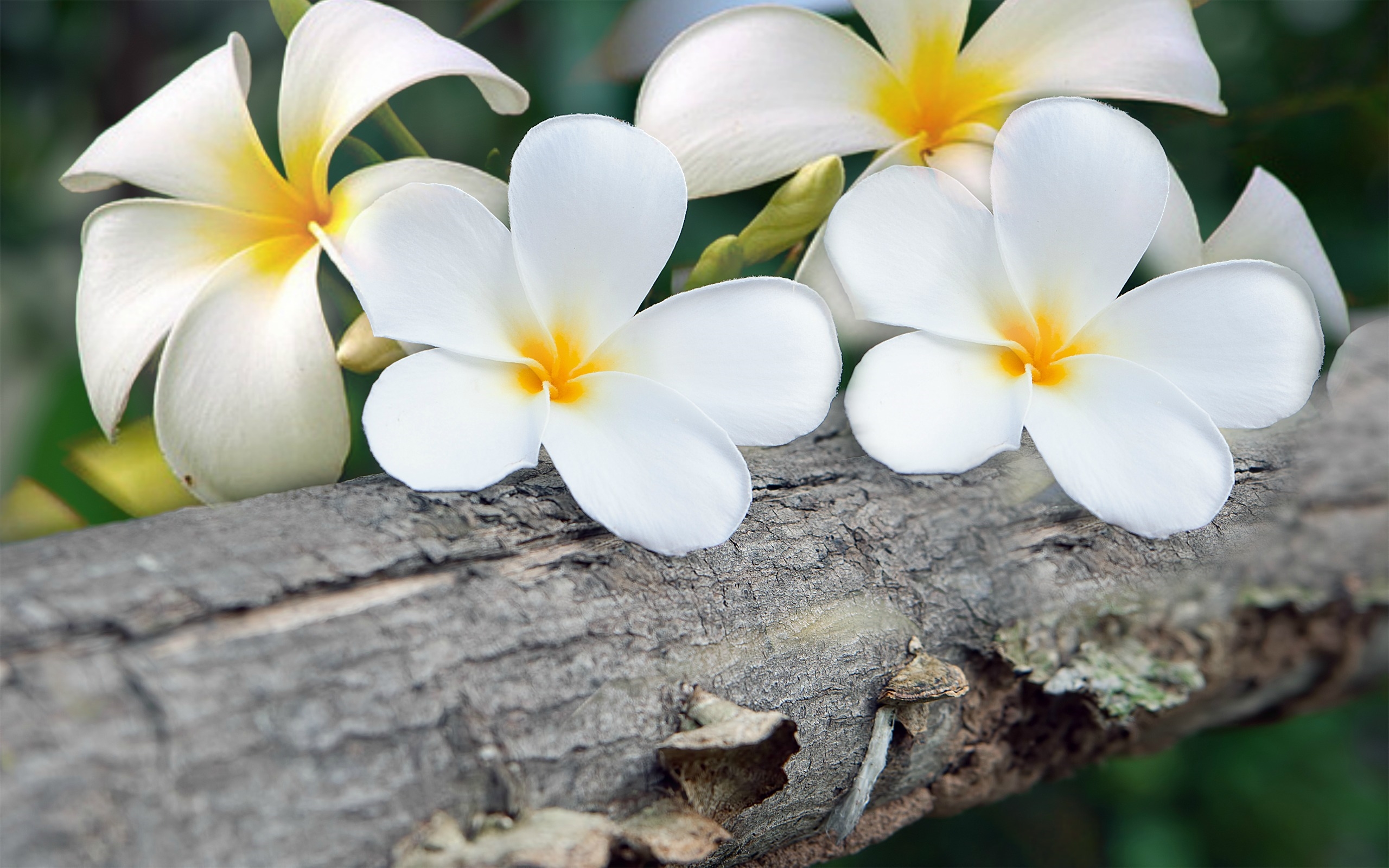 Frangipani Flower Hd Background - HD Wallpaper 