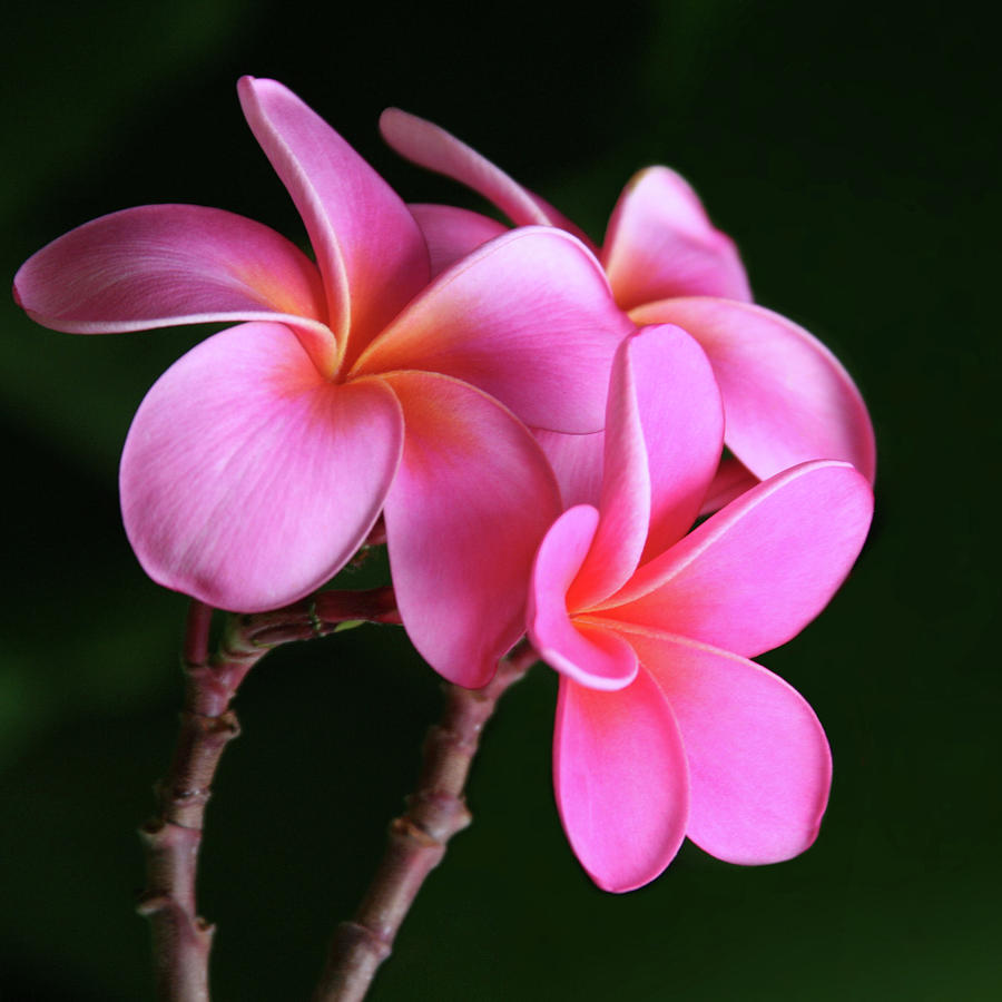 Pink Plumeria Wallpaper - Frangipani - 900x900 Wallpaper Pink Plumeria Wallpaper - Frangipani - 900x900 Wallpaper