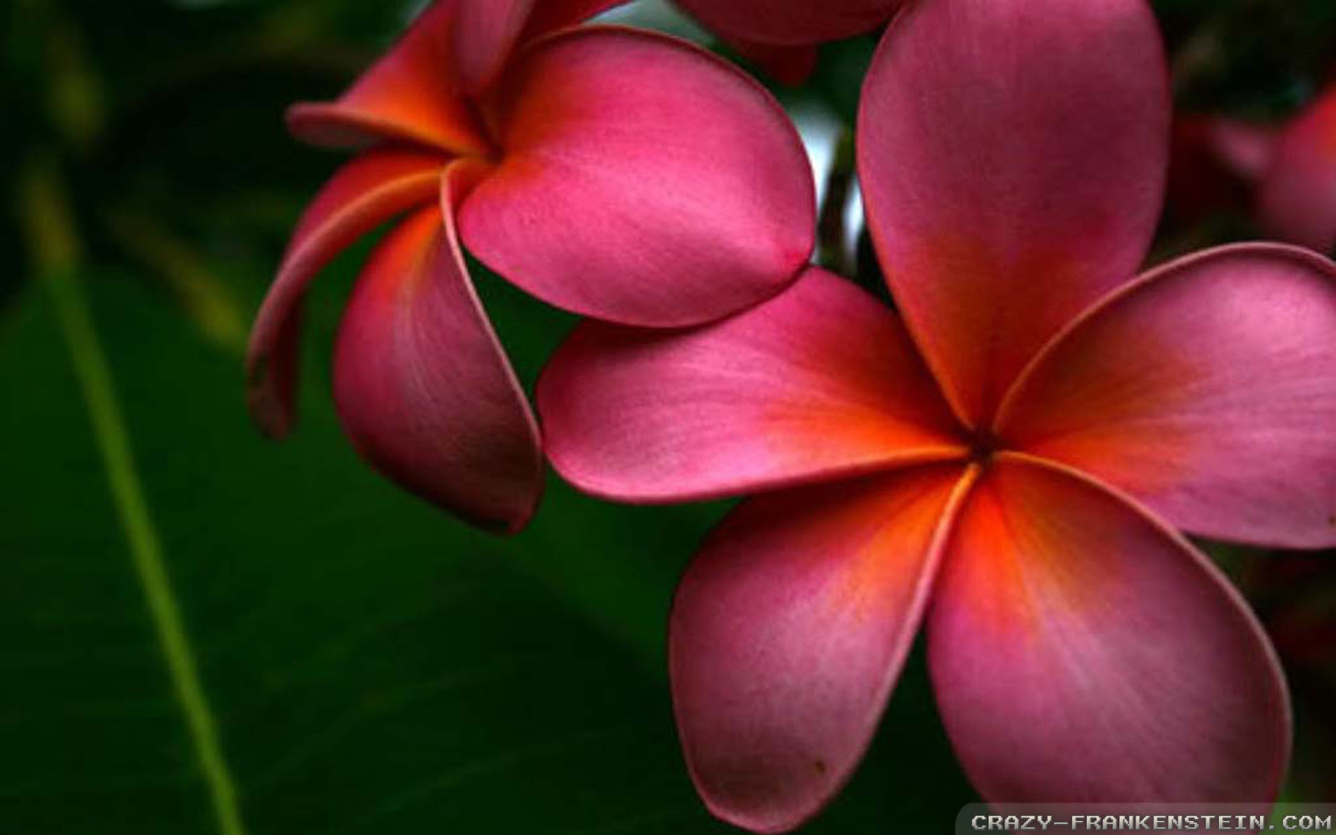 Hawaiian Purple Plumeria Flower - HD Wallpaper 