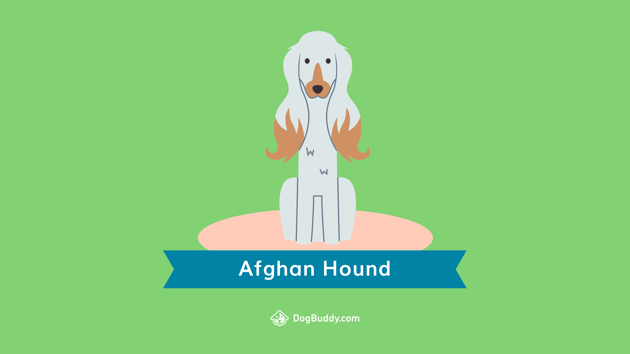 Fondos De Pantalla Whippet - HD Wallpaper 