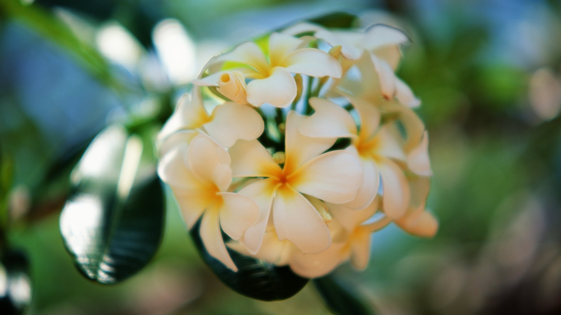 Wallpaper - HD Wallpaper 