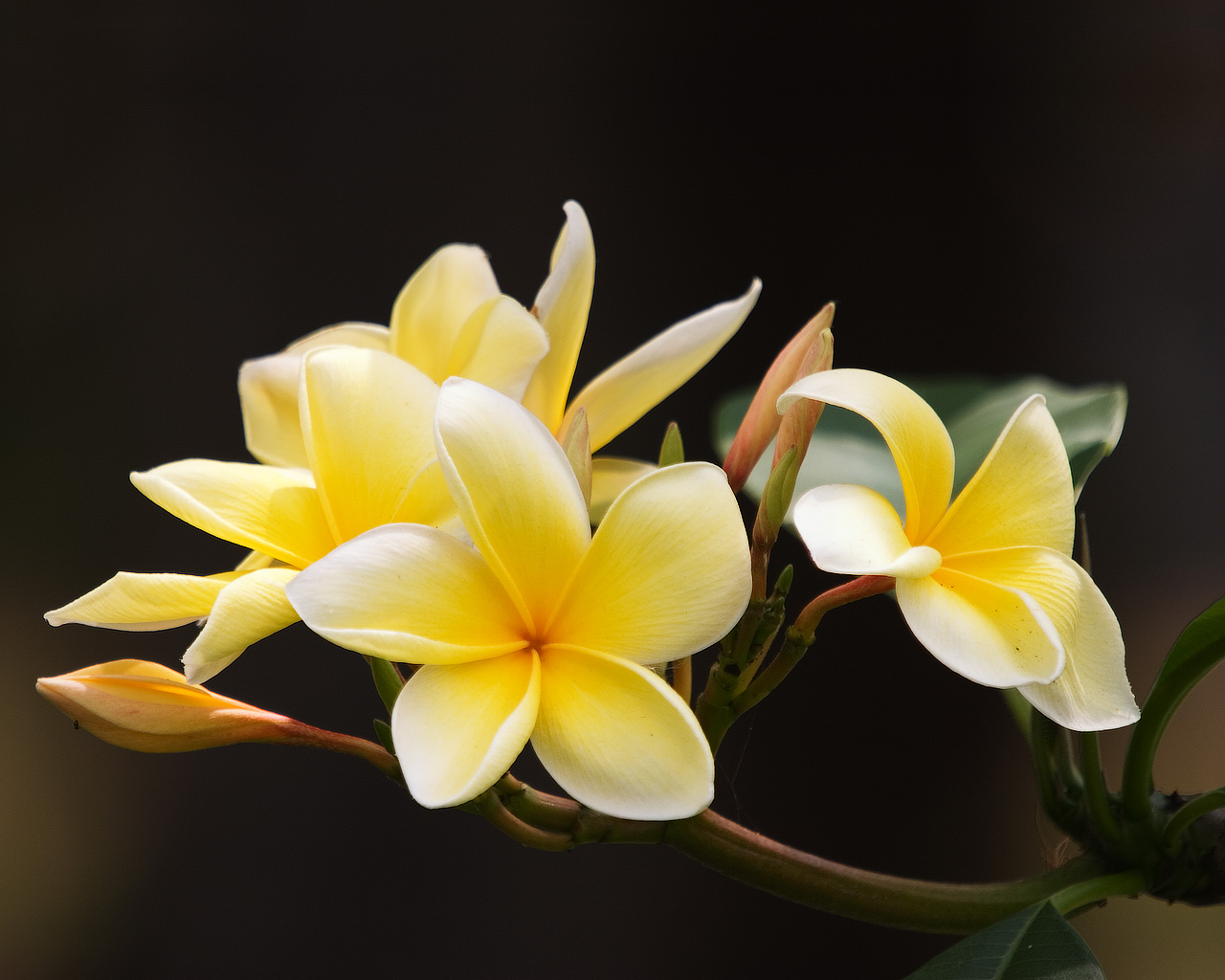 Frangipani Flowers Wallpaper Frangipani Flowers Wallpaper - Frangipani - HD Wallpaper 